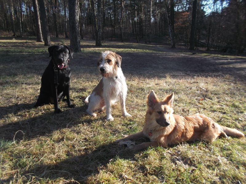 Foto aus der Goldpfoten Galerie